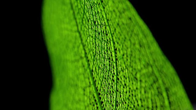 Skeletal background of leaf. Skeleton tree leaf close up.