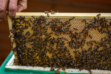 Beekeeper working with bees in the apiary