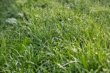 Gras mit Tau