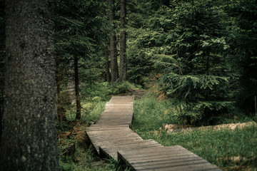 Obraz premium Wanderung im Wald