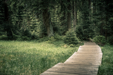 Wald und Steg, Nationalpark Harz