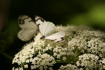 Assorted wildlife of USA