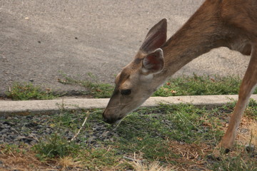 Assorted wildlife of USA