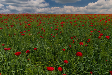 Spring flowering poppies on the field