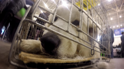 Light colored golden retriever lying in cage waiting for registration at airport