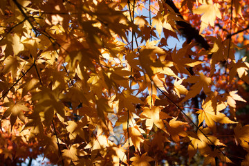 autumn and winter scenes in oregon