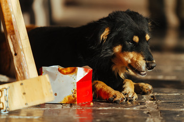 Stray dog eats leftovers from a box of fried chicken