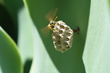 the little insect pollinates a flower