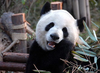 Giant Panda at Chengdu Panda Reserve (Chengdu Research Base of Giant Panda Breeding) in Sichuan, China. Giant pandas, pandas, Chengdu, reserve, bamboo