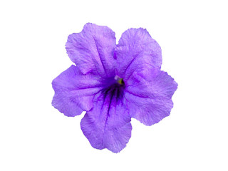 Ruellia tuberosa flower isolated on white backgound with clipping path