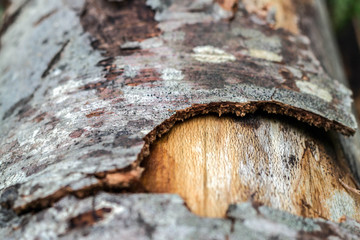 texture of bark on a tree cut in the forest - 269750760