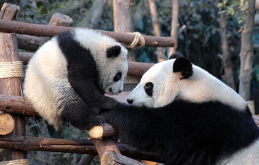 Panda mother and cub at Chengdu Panda Reserve (Chengdu Research Base of Giant Panda Breeding) in Sichuan, China. Two pandas looking at each other. Subject: Pandas, Cub, Reserve, Chengdu. © Jonathan Wilson