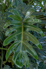 Gig Leaf