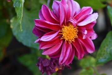 Fototapeta premium photos of beautiful fresh flowers