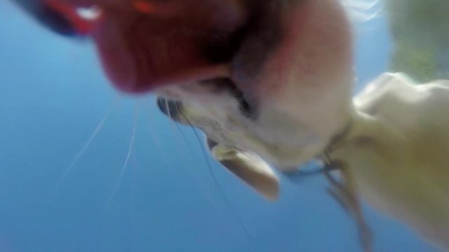 Upview from the bottom af a dog's water bowl while the dog is drinking. 