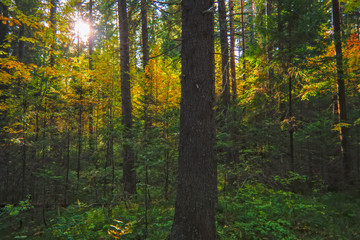 A sunny day in the autumn forest.