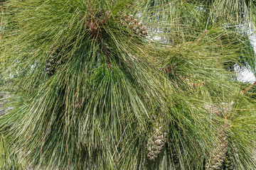Long needles of Canary pine