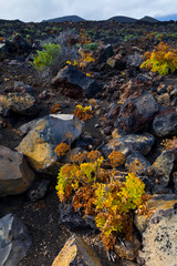 Vegetación en lavas volcánicas. Pueblo Las Caletas. Isla La Palma. Provincia Santa Cruz. Islas Canarias. España
