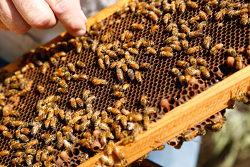 Bee keeper. Bees on honeycomb