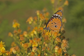 Sultan's butterfly ; Danaus chrysippus