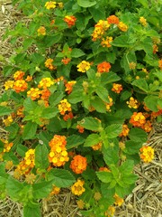 Texas Lantana