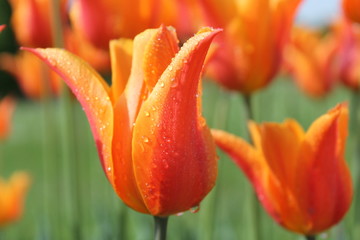 Tulpenblüte Feuerfarben
