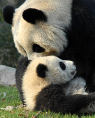 Fototapeta premium Panda mother and cub at Chengdu Panda Reserve (Chengdu Research Base of Giant Panda Breeding) in Sichuan, China. Two pandas looking at each other. Subject: Pandas, Cub, Reserve, Chengdu.