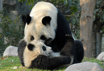 Panda mother and cub at Chengdu Panda Reserve (Chengdu Research Base of Giant Panda Breeding) in Sichuan, China. Two pandas looking at each other. Subject: Pandas, Cub, Reserve, Chengdu.