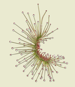 Botanical plants and flower illustration