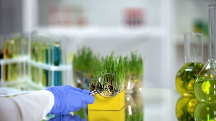 Biochemist examining wheatgrass sample with magnifying glass, nutritious quality