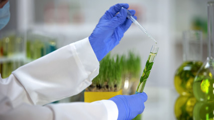 Lab assistant dripping liquid in tube with plant, organic cosmetology extract