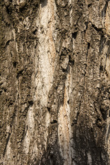 corteccia 3