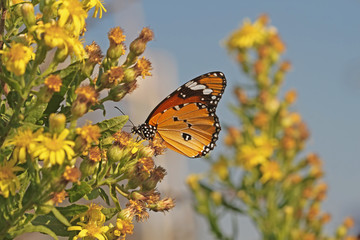 Sultan's butterfly ; Danaus chrysippus