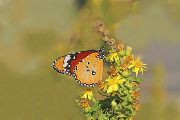Sultan's butterfly ; Danaus chrysippus