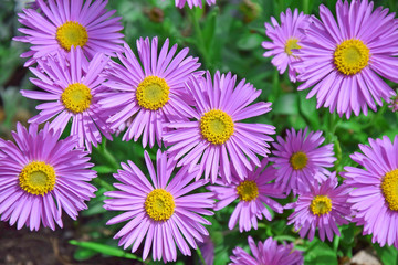 Aster Dumosus Pink Daises Floral Portrait