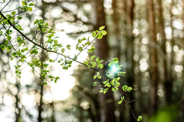 Young branches of a birch in forest
