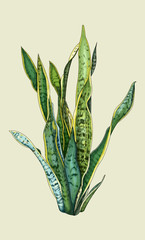 Snack Plant Manual Illustration vintage 