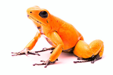 poison dart frog, Phyllobates terribilis orange. Most poisonous animal from the Amazon rain forest in Colombia, a dangerous amphibian with warning colors. Isolated on white.