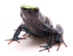 Kokoe poison dart frog, Phyllobates aurotaenia. A very poisonous and dangerous animal from the tropical Amazon rain forest in Colombia. Isolated on white background.