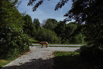 Obraz na płótnie Canvas Hund im Park