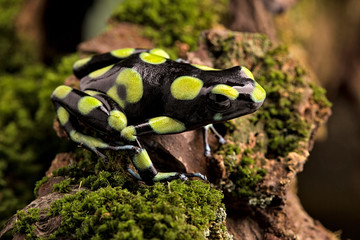 Poison dart frog, dendrobates auratus from the tropical rain forests of Panama