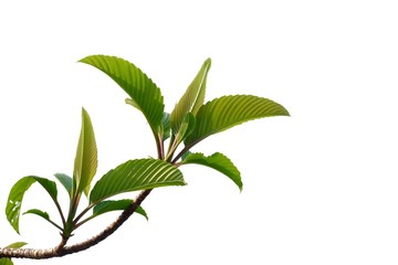 Young tropical elephant apple tree leaves with branches on white isolated background for green foliage backdrop 