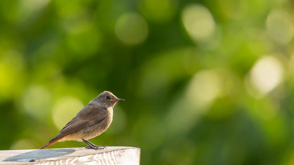 Ein junges Hausrotschwanz Weibchen auf einem Holzgel&auml;nder sitzend