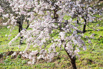 campo con almendros en flor blancas bajo cielo azul