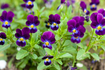 soft focus of texture with purple and yellow pansies with green leaves growing in garden in spring