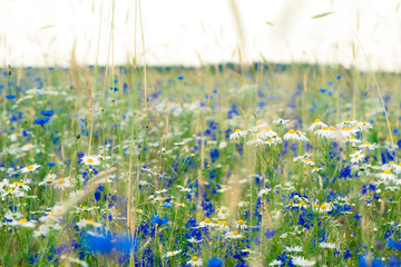 Wild flowers on meadow. Summer day on field of grass. Russian field, summer landscape, cornflowers and chamomiles.