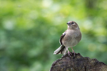 Chaffinch juvenile on a cut log