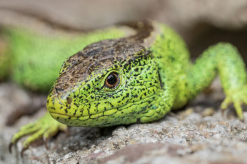 Lizards Eye