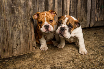 Adorable English Bulldog Puppies Playing Outdoors