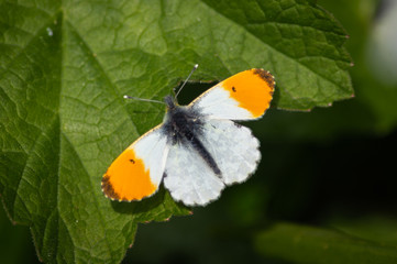 orange-tip butterfly male on a green leaf